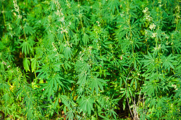 Wild cannabis grows in the meadow on a sunny summer day