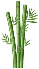 Naklejka premium Isolated bamboos on white background