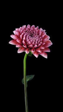 Time lapse of opening red-white dahlia flower with ALPHA transparency channel isolated on black background, vertical orientation