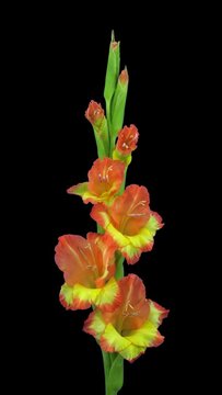Time lapse of opening hybrid gladiolus flower with ALPHA transparency channel isolated on black background, vertical orientation