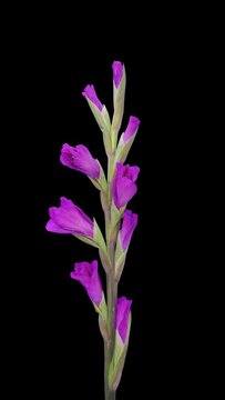 Time lapse of opening purple gladiolus flower with ALPHA transparency channel isolated on black background, vertical orientation