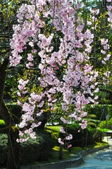 兼六園の枝垂れ桜