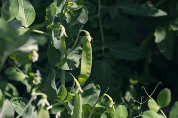 Bright green peas on pea plants in the garden. Green peas in pods. Growing peas outdoors and blurred background. A young pea plant with pods on a sunny day. Selective focus.