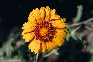 Yellow zinnia flower during flowering. Zinnia flower close-up flower on a dark blurry background. Zinnia blooms in the garden on a sunny day. Selective focus.