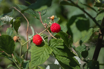 Two juicy red raspberries. Ripe raspberries on a branch in the garden. Ripe raspberries on a background of green foliage. Organic and healthy food. Selective focus. Summer berries.