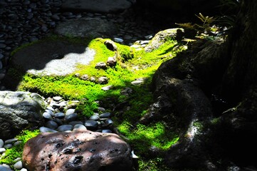 金沢市長町の町屋の庭