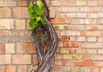 Old thick trunk of grapevine against the brick wall
