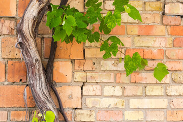 Thick trunk with branch of grapevine against the brick wall