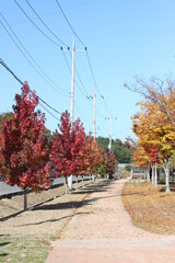 가을빛 물든 나무들과 그 사이의 산책길