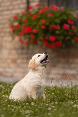 Golden Retriever Welpe lächelnd vor Rosen