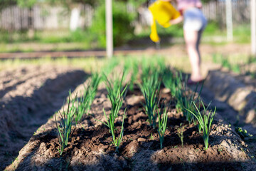 Growing green onions in a bed in the garden close-up.