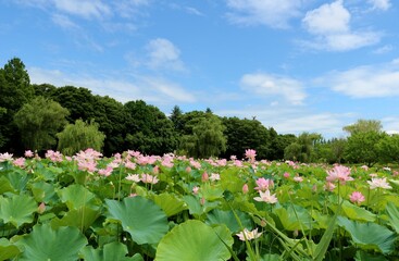 夏の青空　はす池に神秘的に咲く蓮の花　風景　古河公園