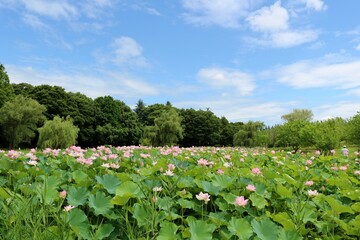 夏の青空　はす池に神秘的に咲く蓮の花　風景　古河公園