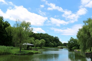 Fototapeta na wymiar 緑と青空が気持ち良い夏の公園　風景　古河