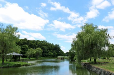 Fototapeta na wymiar 緑と青空が気持ち良い夏の公園　風景　古河