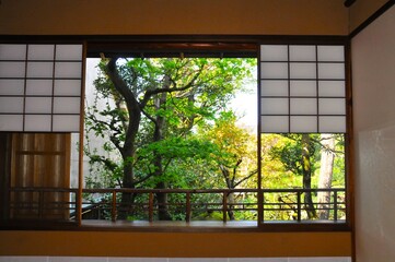 二階の座敷から見た初夏の庭木