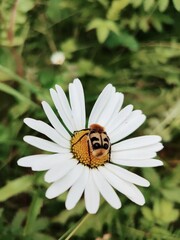 ladybird on flower