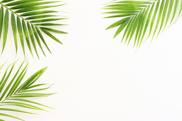 Image of tropical green palm over white wooden background