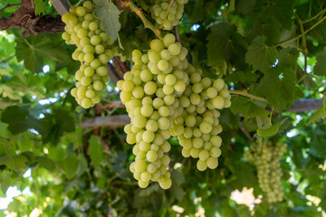 Organic Green Grapes for eating