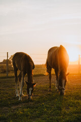 konie na pastwisku o zachodzie słońca - źrebak i klacz - obrazy, fototapety, plakaty