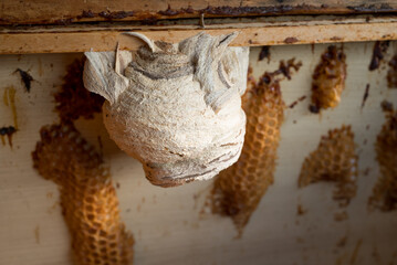 Hornets nest on a wooden wall