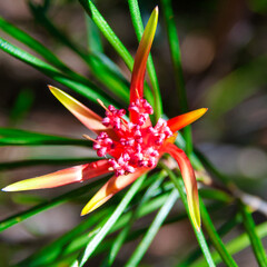 Obraz premium Hakea Flower, Bundanoon, Australia