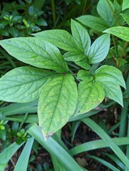 green leaves background