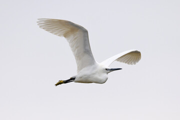 Obraz premium Seidenreiher // Little egret (Egretta garzetta) - Griechenland // Greece