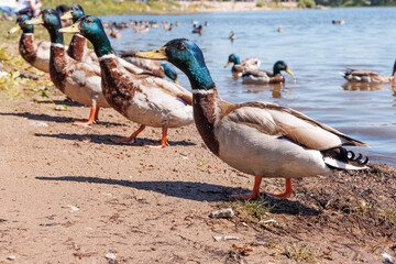 Drakes of wild ducks come ashore. Close-up. Selective focus.