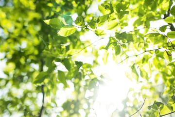 Obraz na płótnie Canvas Upward glance to sun rays shines through forest trees. Scattered sunlight that filters through green elm leaves. Sunny summer nature background with sunshine radiant bokeh. Japanese Komorebi concept