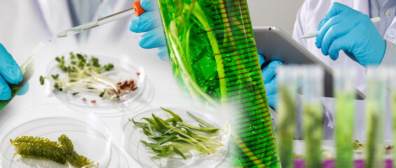 research scientist team working  research and Biotech science Photobioreactor in laboratory of...