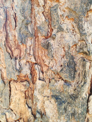 brown bark gives a classic feel background decoration