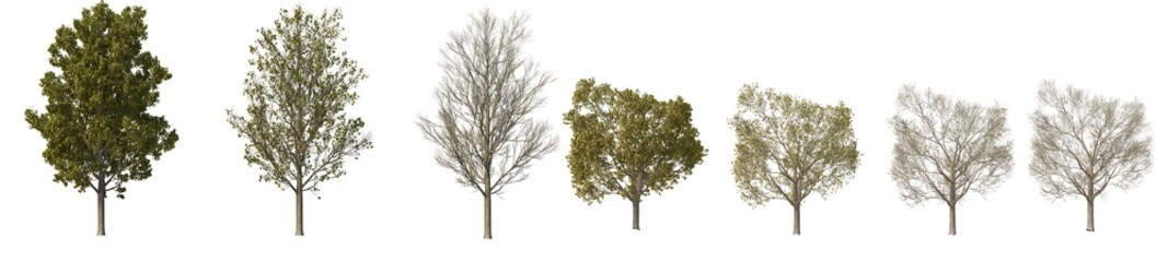 Fototapeta na wymiar Multi-season trees on a white background.