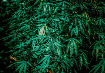 Naklejka na ściany i meble Cannabis leaves reach maturity and ready for harvest to make alternative medicine or medical purposes.