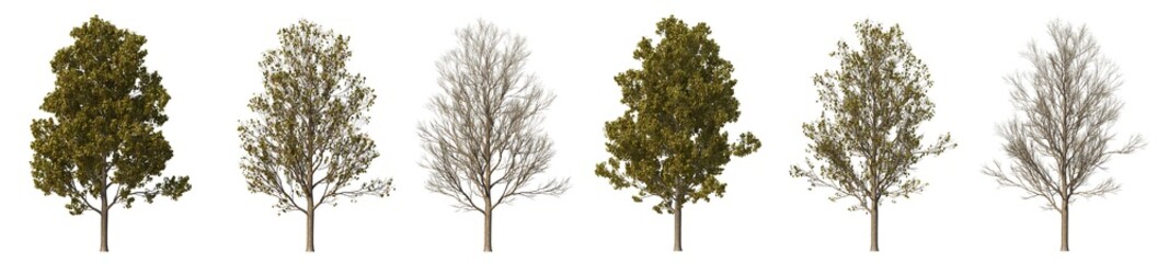 Multi-season trees on a white background.
