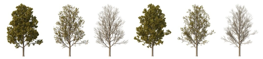 Multi-season trees on a white background.