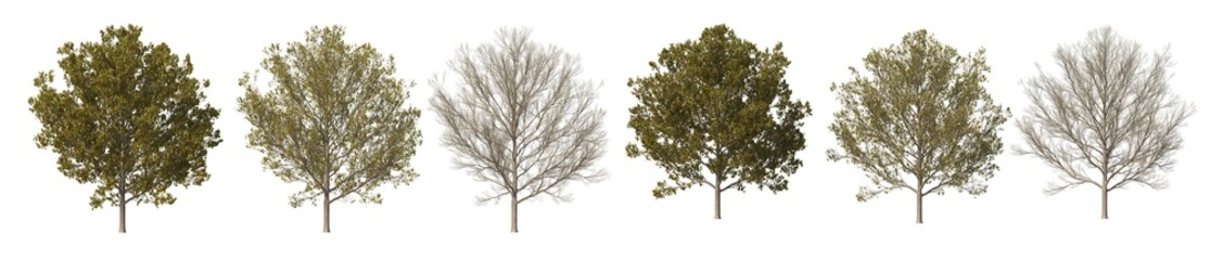Multi-season trees on a white background.