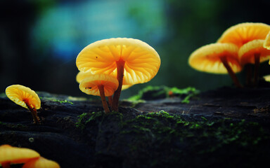 mushroom in the forest