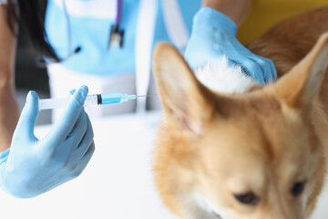 Female veterinarian giving injection of medication to dog in clinic
