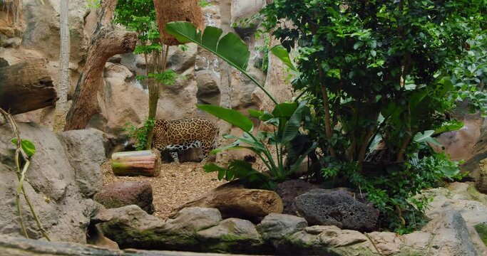 African leopard, jaguar like pantera walks around trees. Green Flora. Sad predator in captivity.