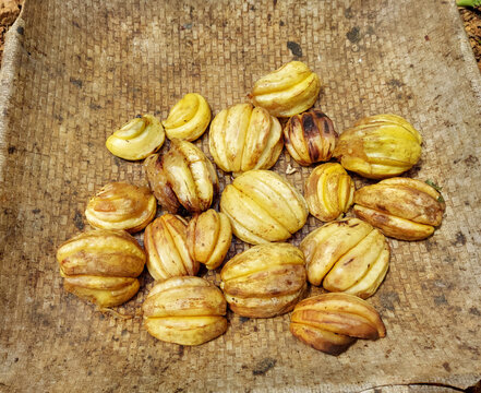 Ripe yellow colour brindle berry or Malabar tamarind or kudam puli closeup view
