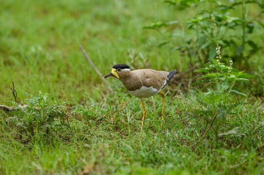 Yellow wattled lapwing or Vanellus malabaricus closeup in natural monsoon green grass at keoladeo national park or bharatpur bird sanctuary rajasthan india asia