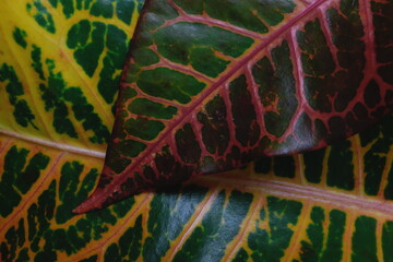 Closeup of colorful croton plant leaves. Tropical natural backdrop background. © sulit.photos