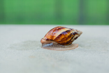 Snail crawling along a path next to wet grass. Close up of the snail taken from side view. Snail has some grass stuck to its shell. Snail is moving into the wet grass