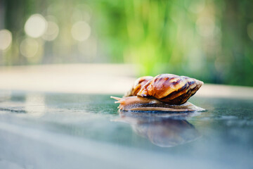 Snail crawling along a path next to wet grass. Close up of the snail taken from side view. Snail has some grass stuck to its shell. Snail is moving into the wet grass.