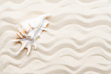Travel and vacation concept. Sea shells on sand background. Natural frame. waves on sand. Copy...