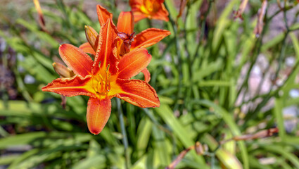 An orange flower against a blurry green grass background in Poland