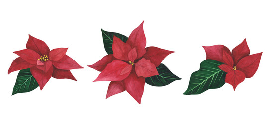 Fototapeta premium Poinsettia set Christmas plant isolated on white background. Watercolor hand drawn Xmas illustration. Art for decoration