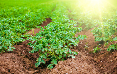 Closeup Green field of potato crops in a row. Rows of potato plants in a field with sun, summer yellow soft colors