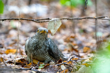 cuckoo chick